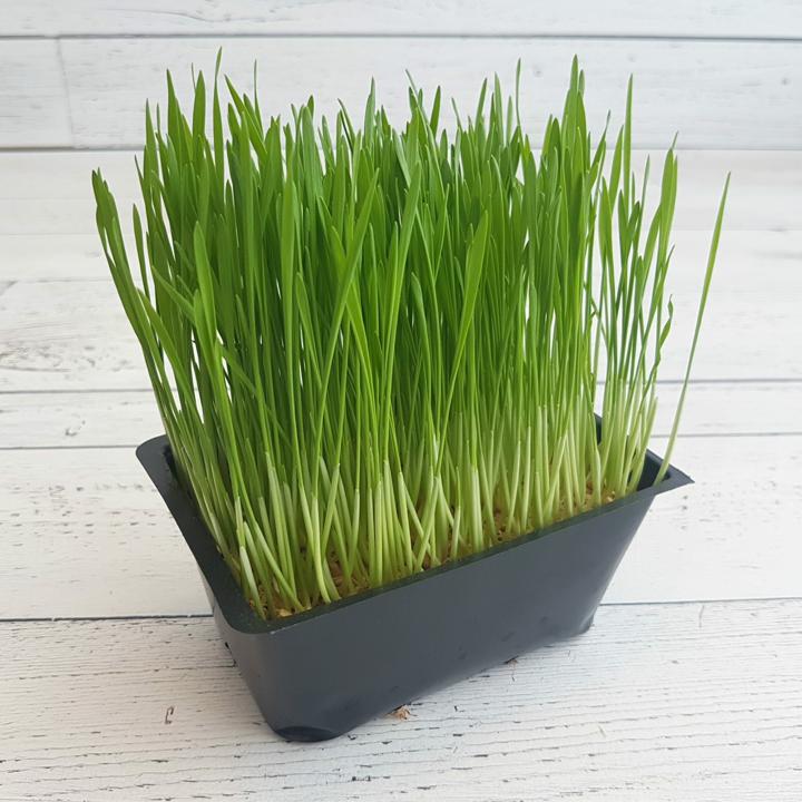 Wheatgrass