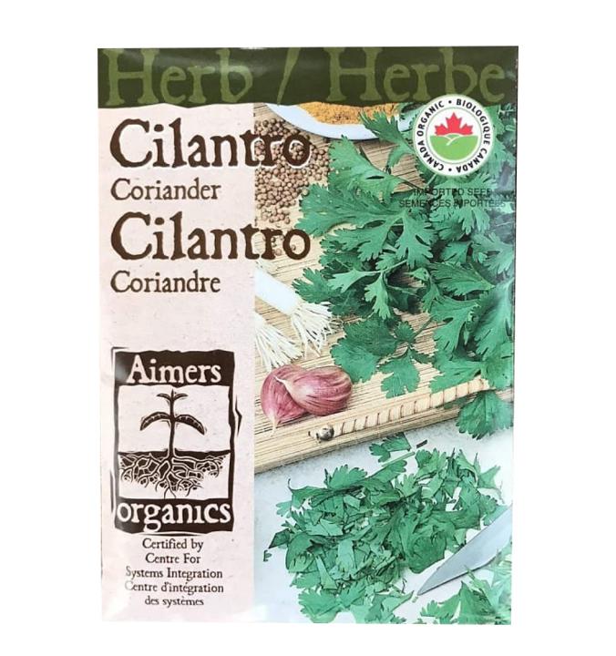 Cilantro