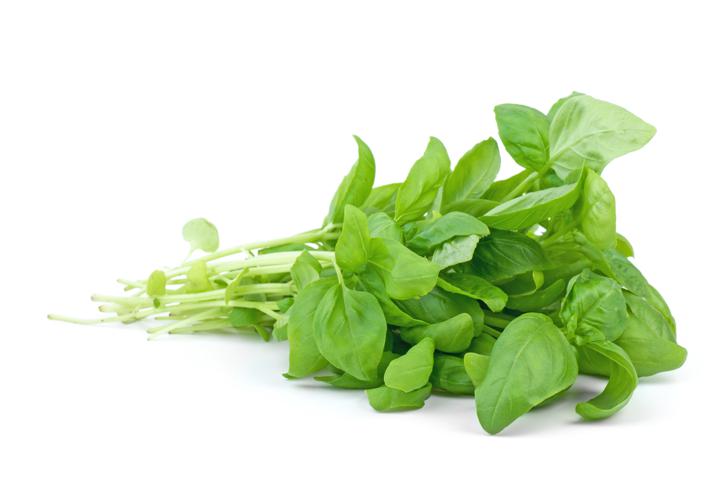 Basil Bunch