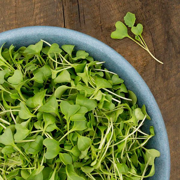 Broccoli Microgreen