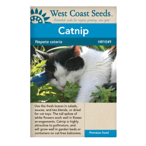 Seeds - Catnip