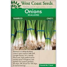 Seeds - Ramrod Scallion