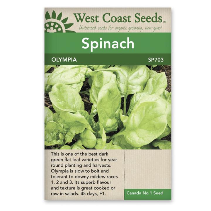 Seeds - Olympia F1 Spinach