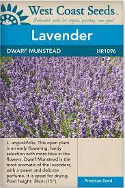 Seeds - Dwarf Munstead Lavender