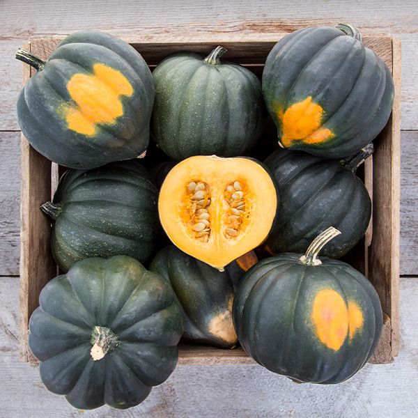 Sweet REBA Acorn Squash - 1/8 ounce