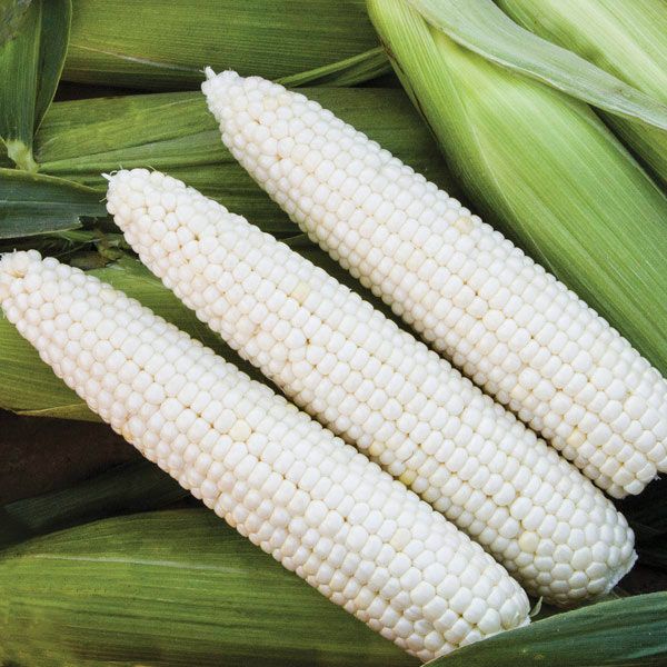 Mirage Corn - 75 seeds