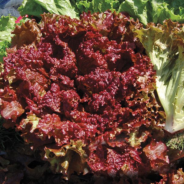 New Red Fire Lettuce - 500 seeds